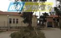 Παντοκράτορας : Πτώσεις δέντρων -Κινδυνεύουν μαθητές από την αδιαφορία του Δήμου [video]