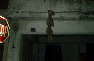 Φρικιαστική εικόνα στα Λεχαινά - Kρέμασε ζωντανό σκυλάκι από το μπαλκόνι του! - Φωτογραφία 1