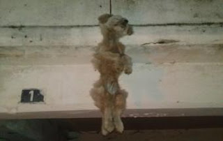 Ηλεία: Φρίκη με κρεμασμένο σκύλο στα Λεχαινά! - Φωτογραφία 1