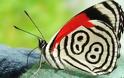 Η «τυχερή» πεταλούδα με το Νο 88