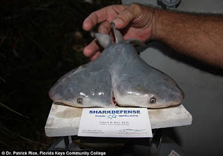 Ψαράς ανακάλυψε δικέφαλο καρχαρία - Φωτογραφία 1