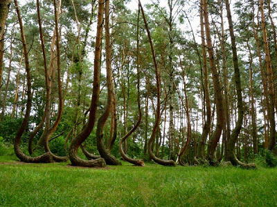 Τα πιο ασυνήθιστα δάση του πλανήτη! - Φωτογραφία 5