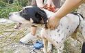 Κυπαρισσία: Σύλληψη για κακοποίηση σκύλου