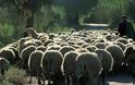 Έκλεψαν 8 πρόβατα και 5 αρνιά από κτηνοτροφική μονάδα Λαρισαίου