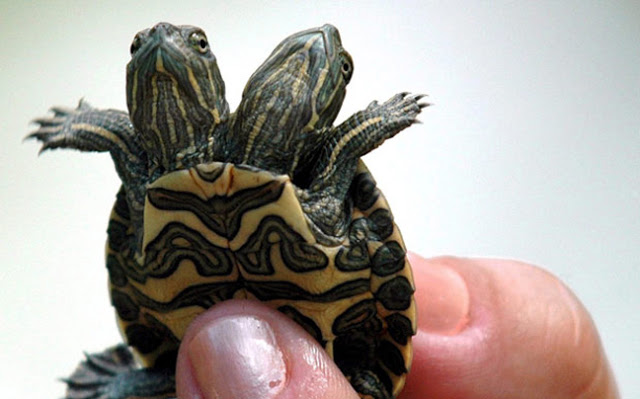 Οχτώ ζώα που γεννήθηκαν με δύο κεφάλια - Φωτογραφία 3