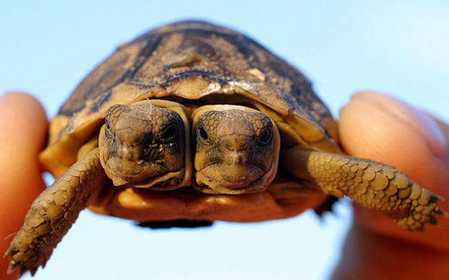 Οχτώ ζώα που γεννήθηκαν με δύο κεφάλια - Φωτογραφία 7