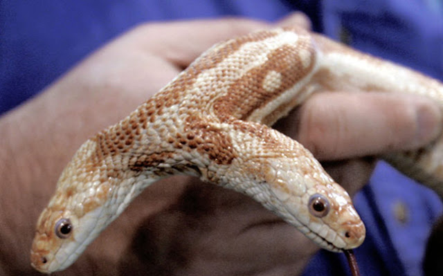 Οχτώ ζώα που γεννήθηκαν με δύο κεφάλια - Φωτογραφία 8