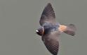 Χελιδόνια αποφεύγουν τα τροχαία με φτερά που μικραίνουν