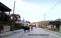Οι αγελάδες σουλατσάρουν μέσα στο Νεραϊδοχώρι Τρικάλων - Φωτογραφία 2