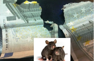 Πάτρα: ποντίκια «κούρεψαν» 25.000 ευρω συνταξιούχου - Φωτογραφία 1