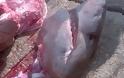 Καρχαρίας πιάστηκε στα δίχτυα στη Σαμοθράκη - Φωτογραφία 1