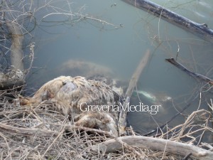 Γρεβενά: Πνίγηκε αρκούδα στη λίμνη του Ιλαρίωνα - Τι λέει ο Ναυτικός Όμιλος Ιλαρίωνα Δεσκάτης Γρεβενών - Φωτογραφία 3