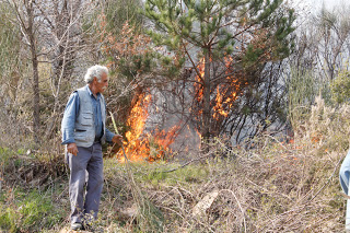 Ο κίνδυνος πέρασε αφού κατέκαψε το πευκοδάσος του Ρειχερού - Φωτογραφία 1