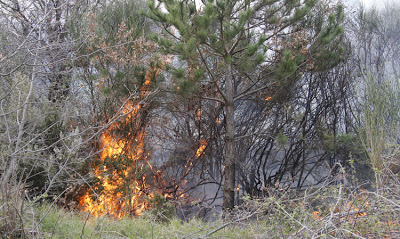 Ο κίνδυνος πέρασε αφού κατέκαψε το πευκοδάσος του Ρειχερού - Φωτογραφία 2