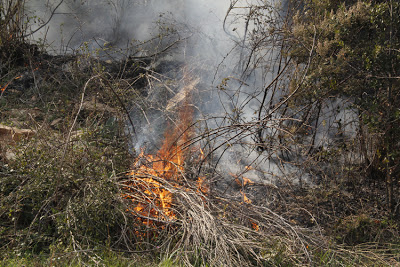 Ο κίνδυνος πέρασε αφού κατέκαψε το πευκοδάσος του Ρειχερού - Φωτογραφία 3