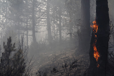 Ο κίνδυνος πέρασε αφού κατέκαψε το πευκοδάσος του Ρειχερού - Φωτογραφία 5