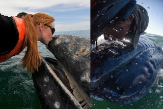 Μοναδικές στιγμές αγάπης μεταξύ τουριστών και μιας... φάλαινας! - Φωτογραφία 1