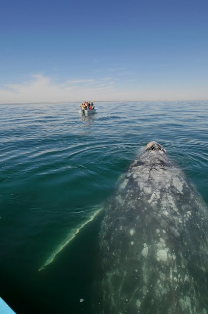 Μοναδικές στιγμές αγάπης μεταξύ τουριστών και μιας... φάλαινας! - Φωτογραφία 3