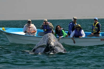 Μοναδικές στιγμές αγάπης μεταξύ τουριστών και μιας... φάλαινας! - Φωτογραφία 5