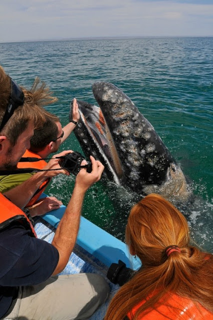 Μοναδικές στιγμές αγάπης μεταξύ τουριστών και μιας... φάλαινας! - Φωτογραφία 6