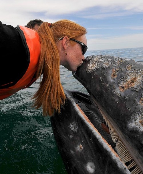 Μοναδικές στιγμές αγάπης μεταξύ τουριστών και μιας... φάλαινας! - Φωτογραφία 7