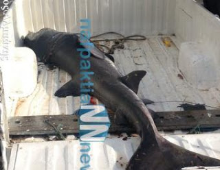 Καρχαρία δύο μέτρων ψάρεψαν στη Nαύπακτο! - Φωτογραφία 1