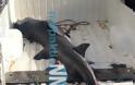 Καρχαρία δύο μέτρων ψάρεψαν στη Nαύπακτο!