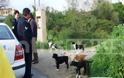 Πύργος: Κινδυνεύουν από αγέλη σκύλων στο Τραγανό!