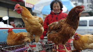Κίνα: Άλλα τέσσερα κρούσματα της γρίπης των πτηνών Η7Ν9 - Φωτογραφία 1