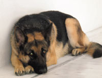 Πάτρα: Mαρτυρικός θάνατος για τον θρυλικό σκύλο του ΣΔΟΕ, Mπεν - Φωτογραφία 1