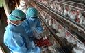 Yγειονομικός «συναγερμός» και στην Ελλάδα για τη νέα γρίπη των πτηνών