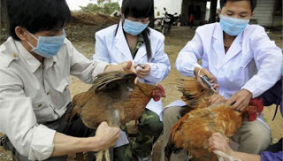 Κίνα: Σε τέσσερις ανήλθε ο αριθμός των νεκρών από τον ιό Η7Ν9 της γρίπης των πτηνών και σε 11 ο συνολικός αριθμός των κρουσμάτων - Φωτογραφία 1