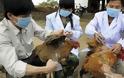 Κίνα: Σε τέσσερις ανήλθε ο αριθμός των νεκρών από τον ιό Η7Ν9 της γρίπης των πτηνών και σε 11 ο συνολικός αριθμός των κρουσμάτων