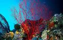 ΥΓΕΙΑ: Εμφύτευμα από κοράλλια χαρίζει νέα γόνατα