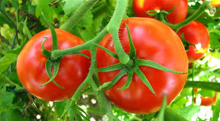 Ντομάτα: Στη γλάστρα και στον κήπο - Φωτογραφία 1