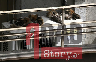 Φωτογραφία ΣΟΚ – Δέρματα ζώων σε μπαλκόνι μεταναστών - Φωτογραφία 1