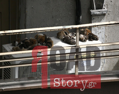 Φωτογραφία ΣΟΚ – Δέρματα ζώων σε μπαλκόνι μεταναστών - Φωτογραφία 2
