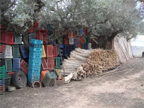 Ηλεία: Καλλιεργούσε δενδρύλλια κάνναβης σε θερμοκήπιο! - Φωτογραφία 3