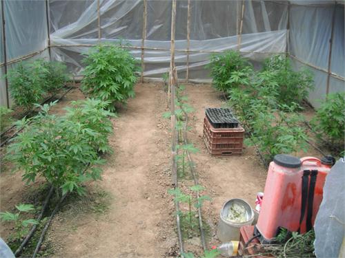 Ηλεία: Καλλιεργούσε δενδρύλλια κάνναβης σε θερμοκήπιο! - Φωτογραφία 4