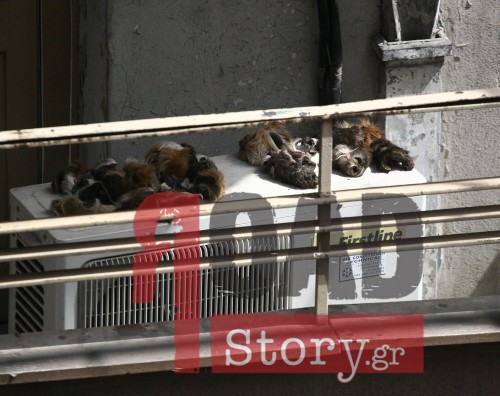 ΣOK! Mετανάστες τρώνε γάτες και σκύλους και λιάζουν τα δέρματα στο μπαλκόνι! - Φωτογραφία 2