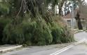 Άνεμοι 110km ξεπάτωσαν μεγάλα δέντρα στα Χανιά - Φωτογραφία 1