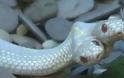 Δικέφαλο φίδι στον Ζωολογικό Κήπο της Μόσχας