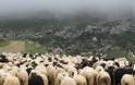 Φτερά έκαναν 65 αιγοπρόβατα και διάφορα εργαλεία, από κτηνοτροφική μονάδα στη Μαγνησία