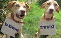 Η Πόλι και η Μόλι ψάχνουν μόνιμο σπίτι Αναγνώστης χαρίζει δυο πανέμορφα σκυλάκια - Φωτογραφία 1