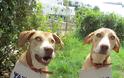 Η Πόλι και η Μόλι ψάχνουν μόνιμο σπίτι Αναγνώστης χαρίζει δυο πανέμορφα σκυλάκια - Φωτογραφία 3