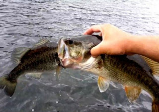Λαίμαργο ψάρι προσπαθεί να καταπιεί άλλο ψάρι μεγαλύτερο από το στόμα του! [Video] - Φωτογραφία 1