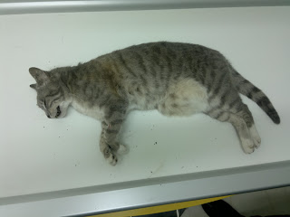 Λευκάδα: Σκότωσε με κλωτσιές τη γάτα ενώ έτρωγε - Φωτογραφία 1