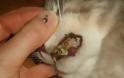 Λευκάδα: Σκότωσε με κλωτσιές τη γάτα ενώ έτρωγε - Φωτογραφία 2