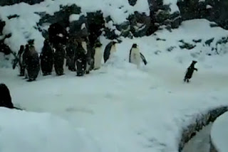 Βίντεο με μαστουρωμένο πιγκουίνο κάνει το γύρο του Κόσμου! - Φωτογραφία 1