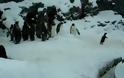 Βίντεο με μαστουρωμένο πιγκουίνο κάνει το γύρο του Κόσμου!
